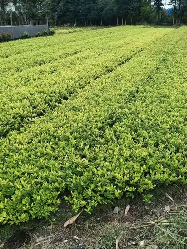 网球拍的软硬是什么